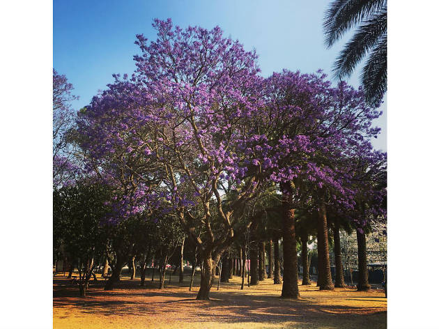 Las mejores fotografías de jacarandas en Instagram Las mejores fotografías de jacarandas en Instagram