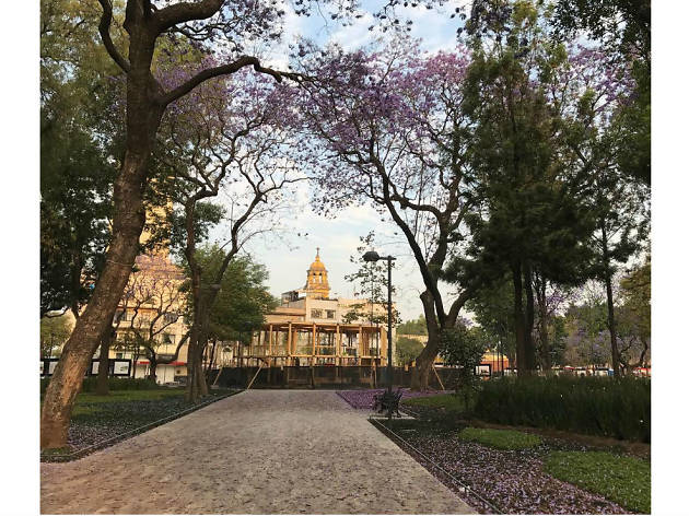 Las mejores fotografías de jacarandas en Instagram Las mejores fotografías de jacarandas en Instagram