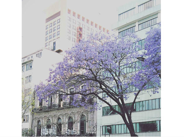 Las mejores fotografías de jacarandas en Instagram Las mejores fotografías de jacarandas en Instagram