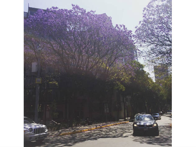 Las mejores fotografías de jacarandas en Instagram Las mejores fotografías de jacarandas en Instagram