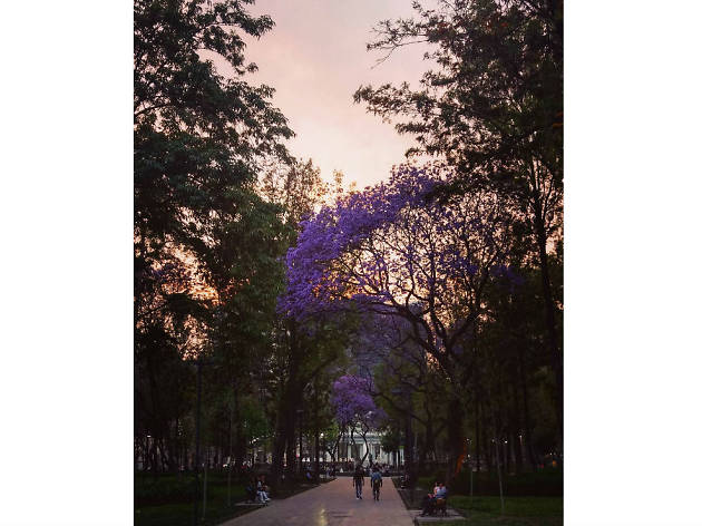 Las mejores fotografías de jacarandas en Instagram Las mejores fotografías de jacarandas en Instagram