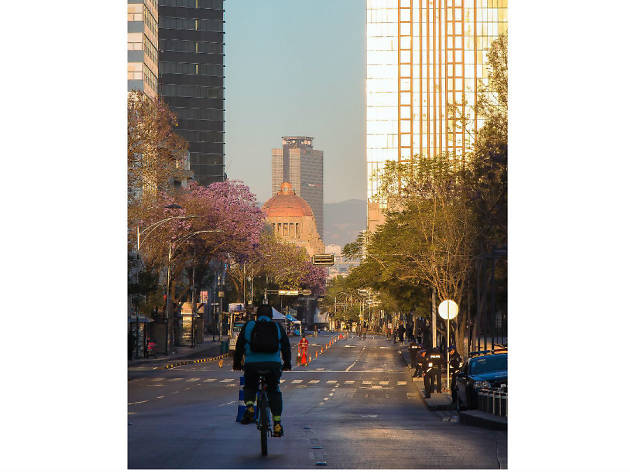 Las mejores fotografías de jacarandas en Instagram Las mejores fotografías de jacarandas en Instagram