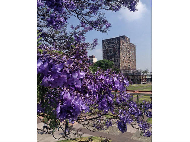 Las mejores fotografías de jacarandas en Instagram Las mejores fotografías de jacarandas en Instagram