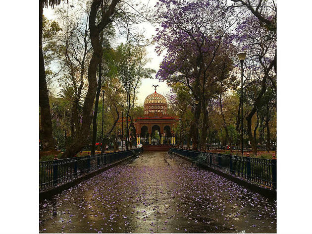 Las mejores fotografías de jacarandas en Instagram Las mejores fotografías de jacarandas en Instagram