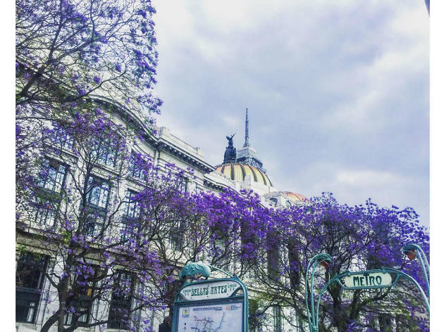 Las mejores fotografías de jacarandas en Instagram Las mejores fotografías de jacarandas en Instagram
