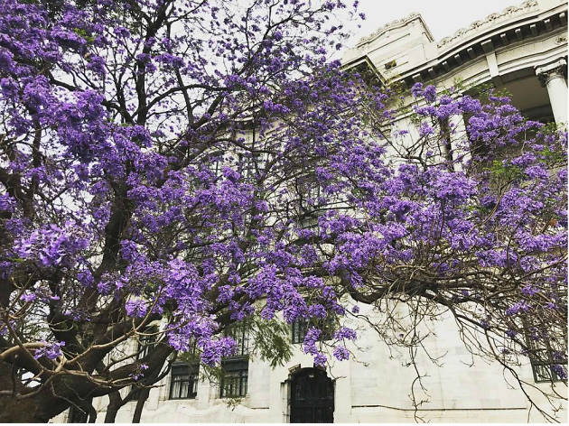 Las mejores fotografías de jacarandas en Instagram Las mejores fotografías de jacarandas en Instagram