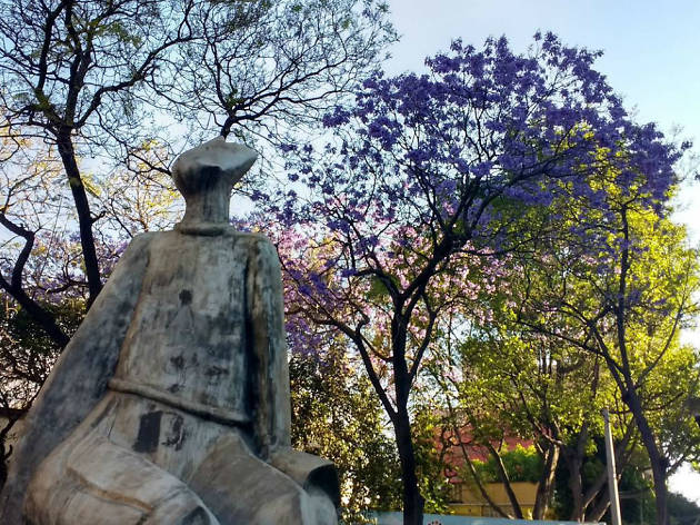 Las mejores fotografías de jacarandas en Instagram Las mejores fotografías de jacarandas en Instagram