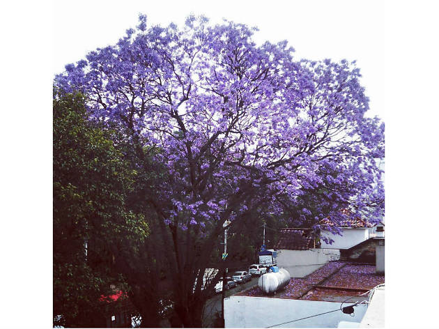 Las mejores fotografías de jacarandas en Instagram Las mejores fotografías de jacarandas en Instagram
