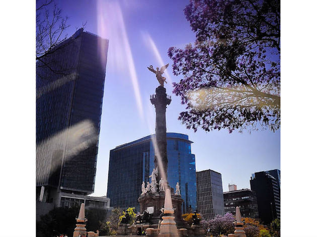 Las mejores fotografías de jacarandas en Instagram Las mejores fotografías de jacarandas en Instagram