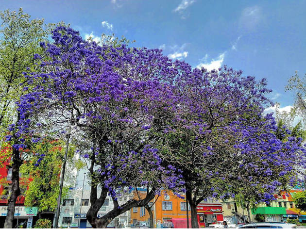 Las mejores fotografías de jacarandas en Instagram Las mejores fotografías de jacarandas en Instagram