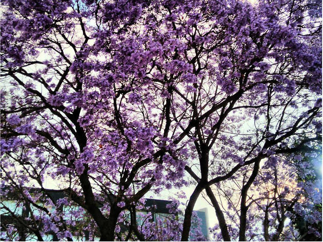 Las mejores fotografías de jacarandas en Instagram Las mejores fotografías de jacarandas en Instagram