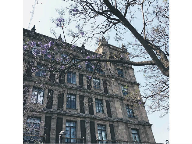 Las mejores fotografías de jacarandas en Instagram Las mejores fotografías de jacarandas en Instagram