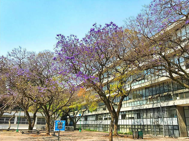 Las mejores fotografías de jacarandas en Instagram Las mejores fotografías de jacarandas en Instagram