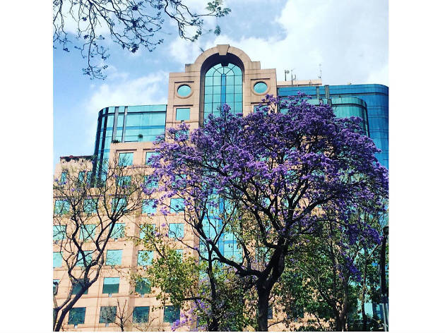 Las mejores fotografías de jacarandas en Instagram Las mejores fotografías de jacarandas en Instagram