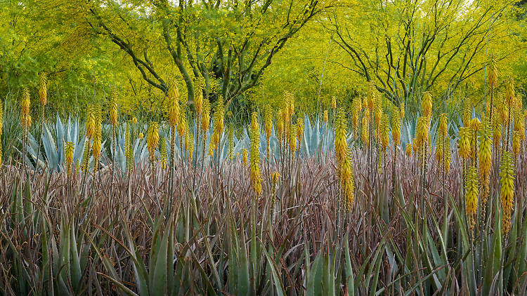 Sunnylands