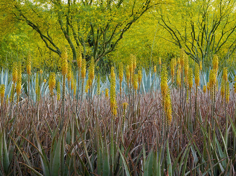 Sunnylands Center & Gardens