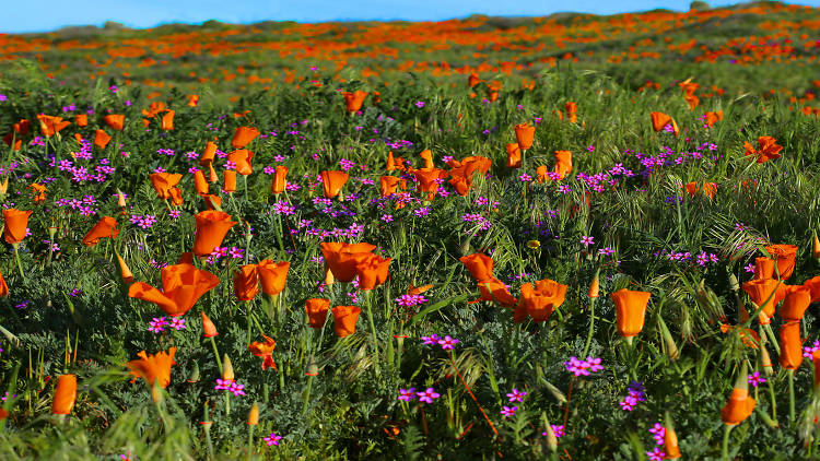 Antelope Valley California Poppy Reserve