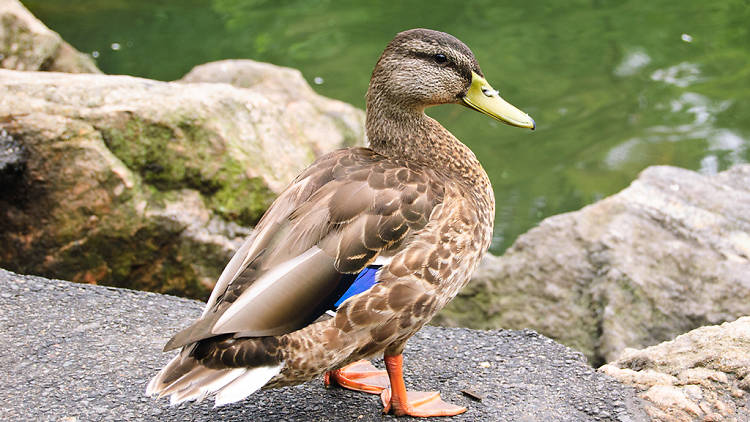 Duck by a pond