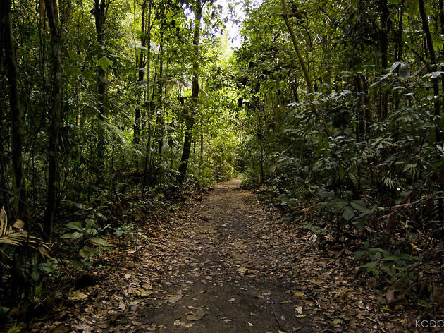 Macritchie 