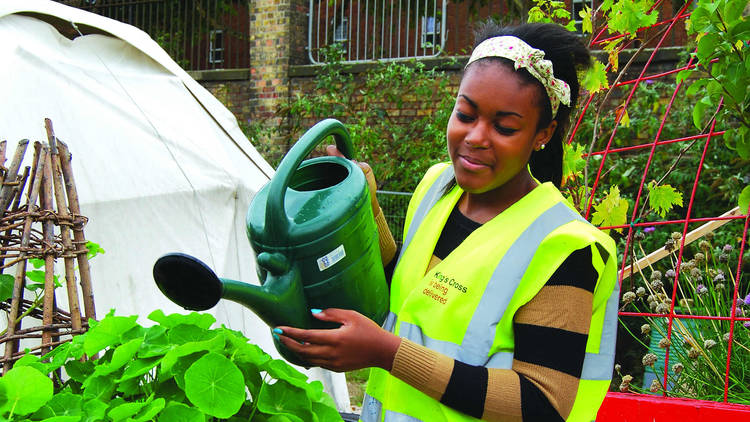 Inspiration for... veg gardeners