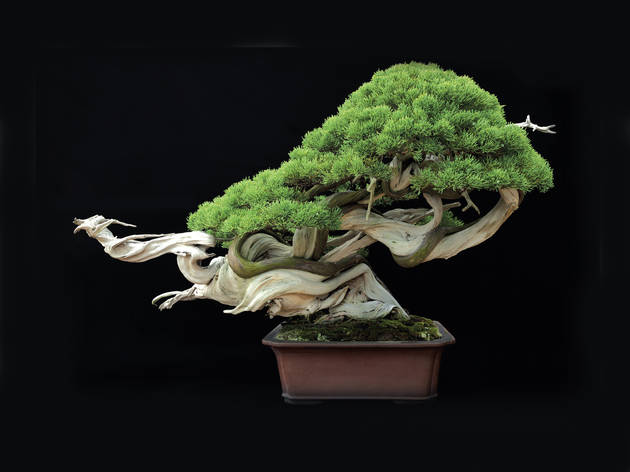 Bonsai Bonsai