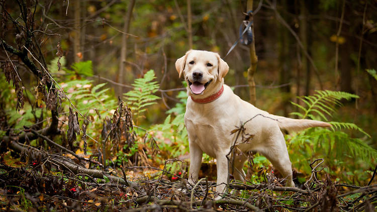 Labrador Retrievers are popular