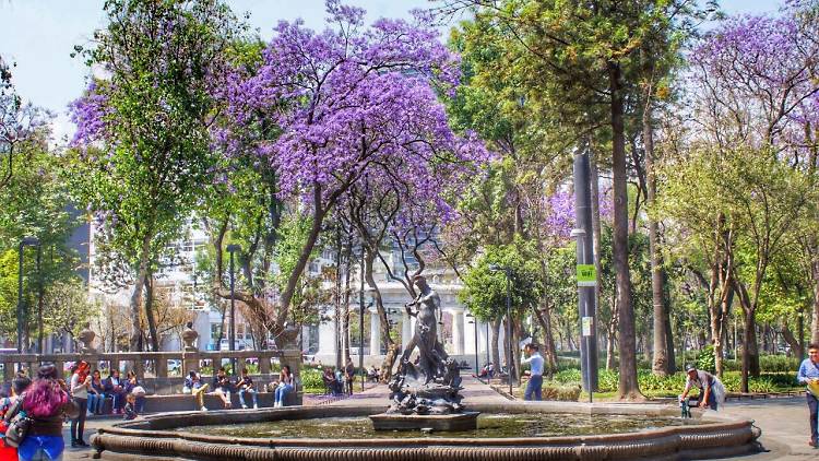 Jacarandas en la Alameda Central