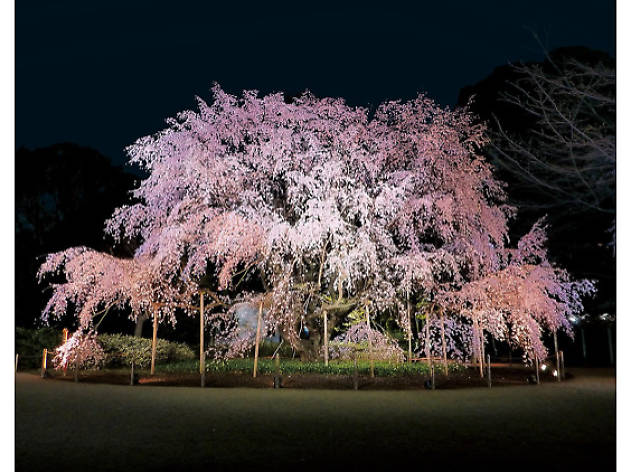 六義園 六義園