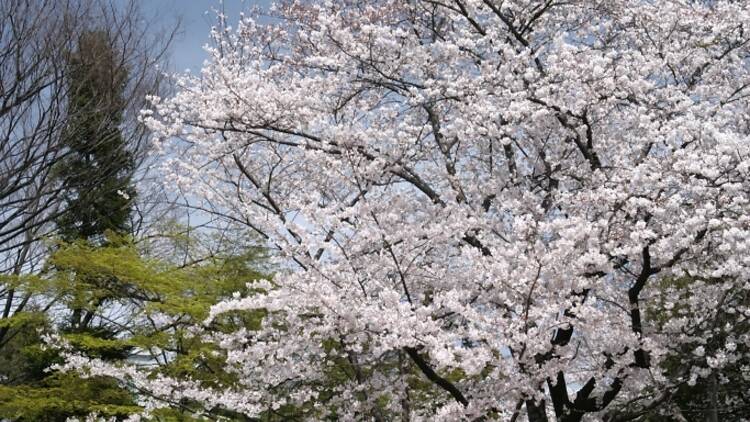 良縁は満開の桜と願う。