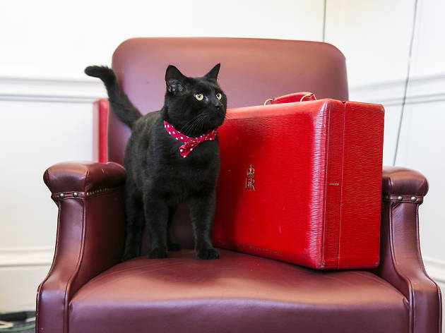 Pet power list: Time Out’s guide to the political animals of Westminster Gladstone. Image courtesy of Buzzfeed.