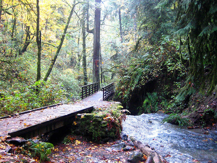 Wildwood Trail, Portland, Oregon