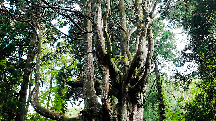 Greet an ancient tree...