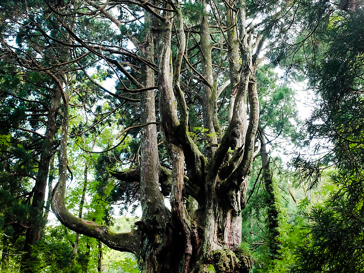 Greet an ancient tree...