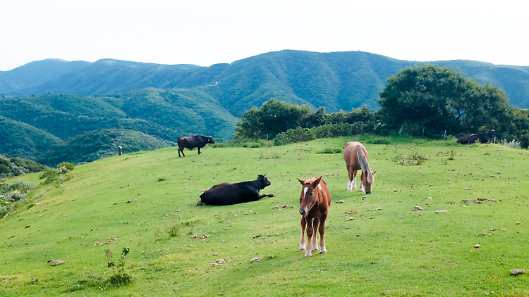 Hike Shimane's version of the Alps...