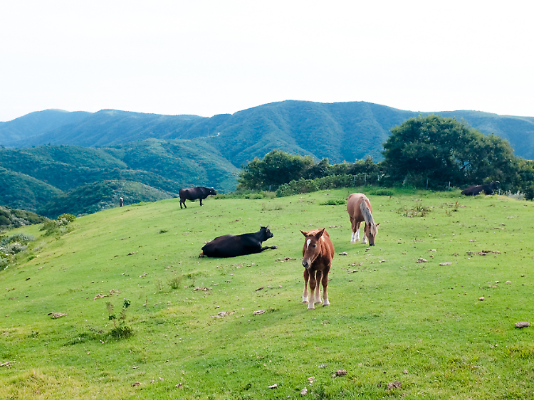 Hike Shimane's version of the Alps...