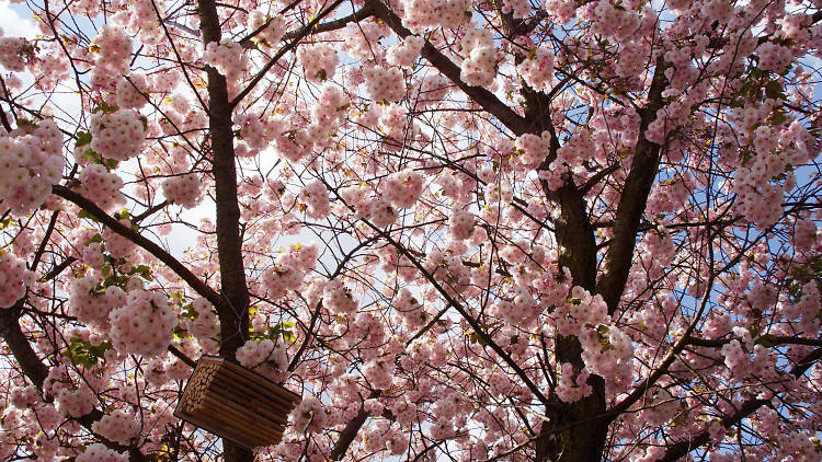 The picnic under cherry blossoms