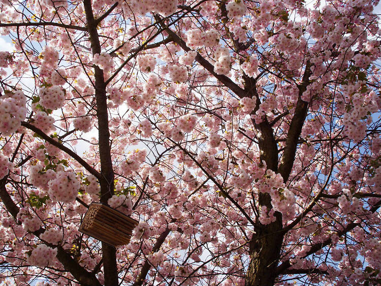 The picnic under cherry blossoms