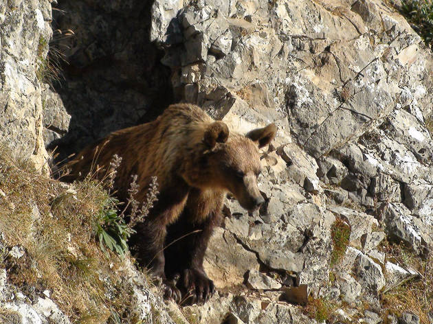 Cantábrico. Los dominios del oso pardo Cantábrico. Los dominios del oso pardo