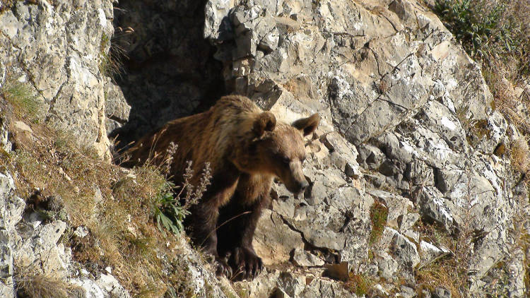 Cantábrico. Los dominios del oso pardo