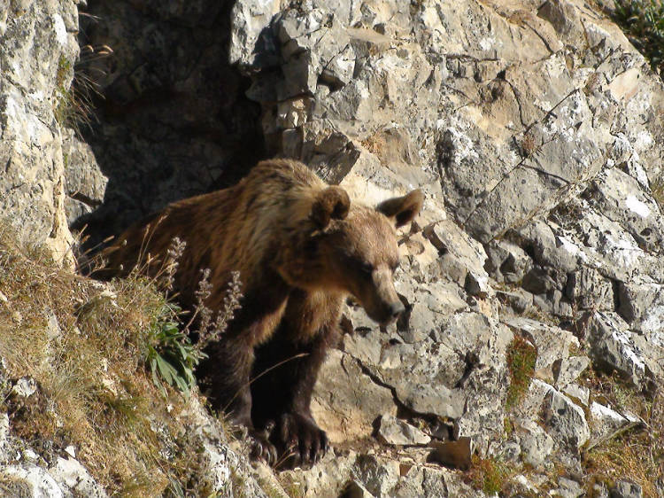 Cantábrico. Los dominios del oso pardo