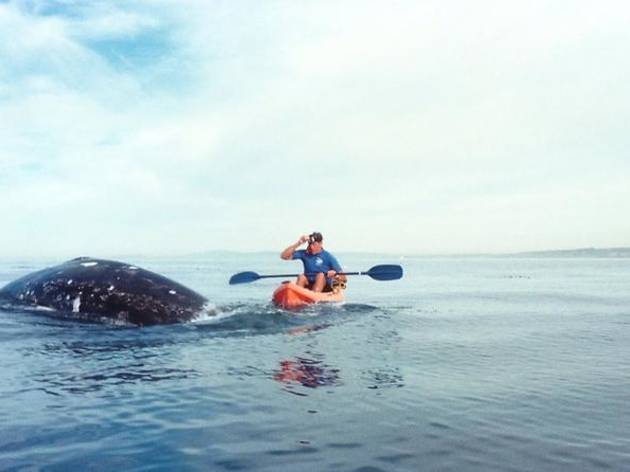 Whale Watching Kayak Adventure Whale Watching Kayak Adventure