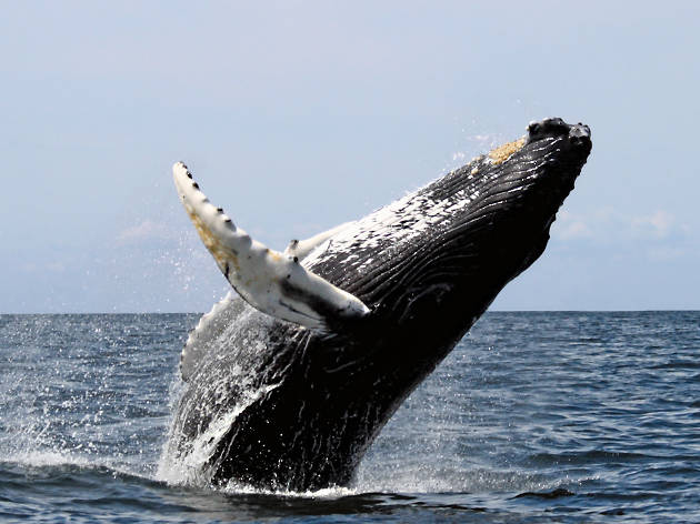 Maui Humpback Wales Maui Humpback Wales