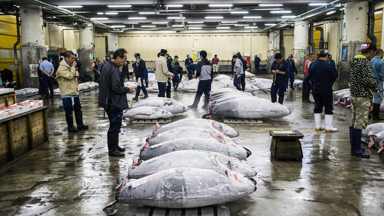 Witness the tuna auction at Tsukiji fish market