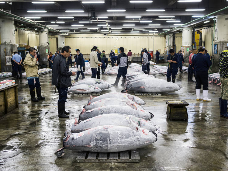 Witness the tuna auction at Tsukiji fish market