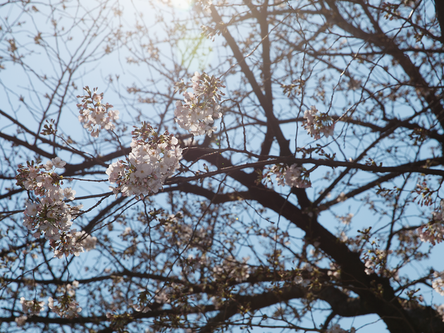 桜館 桜館