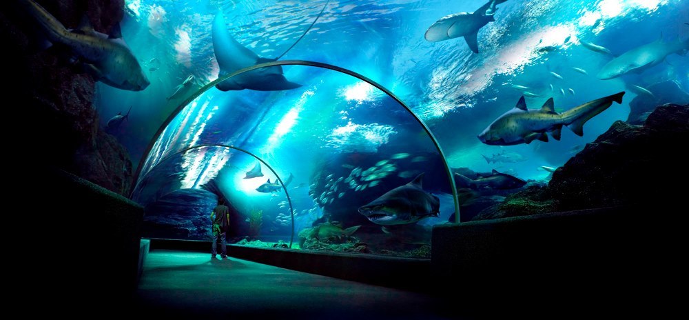 Sea Life Bangkok Ocean World | Attractions in สยาม, กรุงเทพมหานคร