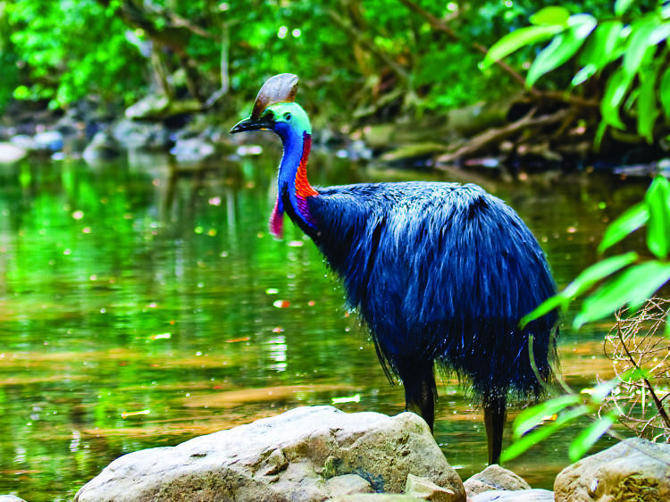 Get up close to the tropical wildlife