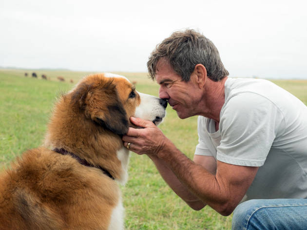 A Dog's Purpose 2017, Directed By Lasse Hallström | Film Review