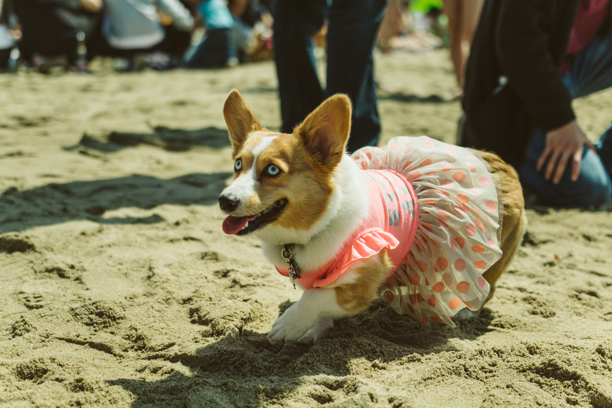 The dogs were out at Huntington Beach for So Cal Beach Day