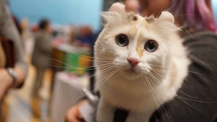 LondonCats Cat Show